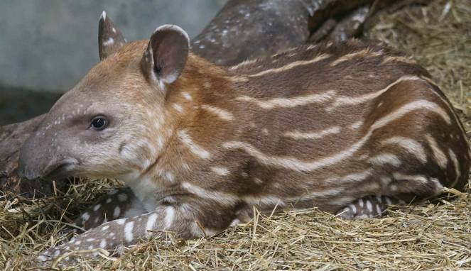 Mengenal Tapir, Binatang Langka di Sumatera