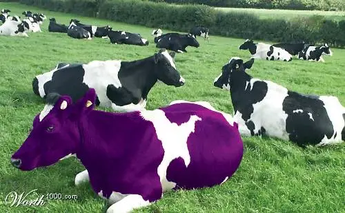purple cow